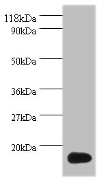 Western blot - Anti-ISG15 antibody (AB235041)