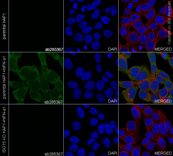 Immunocytochemistry/ Immunofluorescence - Anti-ISG15 antibody [EPR24482-49] (AB285367)