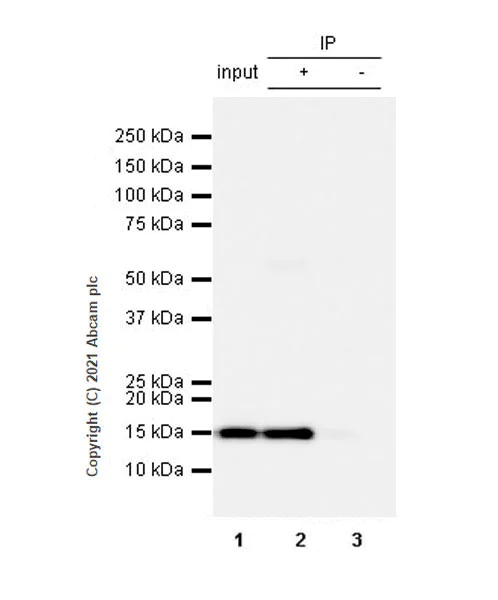 Immunoprecipitation - Anti-ISG15 antibody [EPR24482-49] (AB285367)
