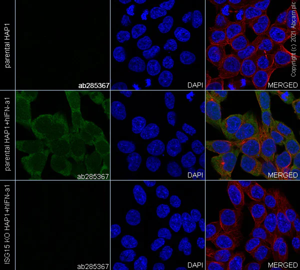 Immunocytochemistry/ Immunofluorescence - Anti-ISG15 antibody [EPR24482-49] - BSA and Azide free (AB285370)