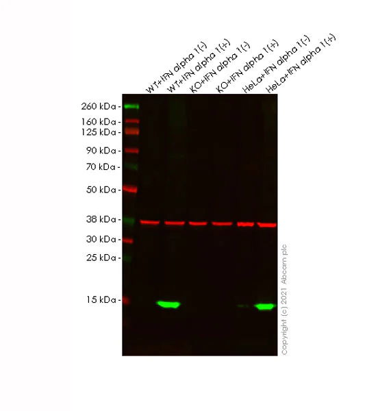 Western blot - Anti-ISG15 antibody [EPR24482-49] - BSA and Azide free (AB285370)