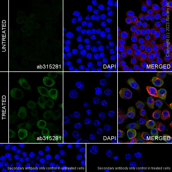 Immunocytochemistry/ Immunofluorescence - Anti-ISG15 antibody [EPR28318-62] - BSA and Azide free (AB315282)