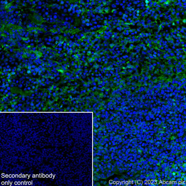 Immunohistochemistry (Frozen sections) - Anti-ISG15 antibody [EPR28318-62] - BSA and Azide free (AB315282)