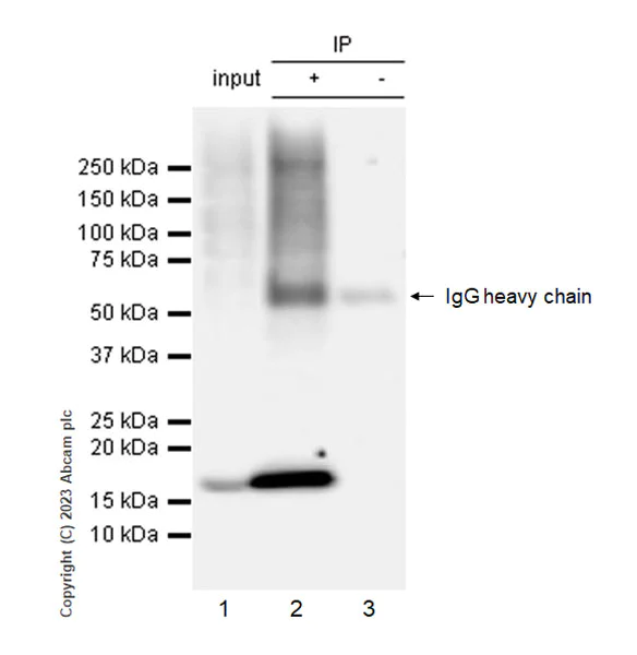 Immunoprecipitation - Anti-ISG15 antibody [EPR28318-62] - BSA and Azide free (AB315282)