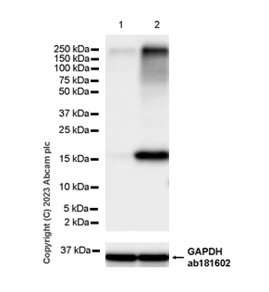 Western blot - Anti-ISG15 antibody [EPR28318-62] - BSA and Azide free (AB315282)
