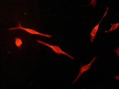 Immunocytochemistry/ Immunofluorescence - Anti-ISG15 antibody [EPR3446] (AB133346)