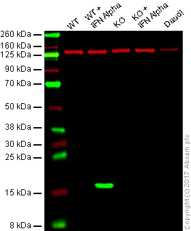 Western blot - Anti-ISG15 antibody [EPR3446] (AB133346)