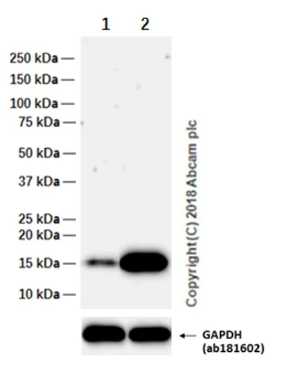 Western blot - Anti-ISG15 antibody [EPR3446] - BSA and Azide free (AB248489)