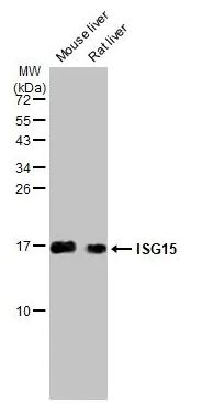 Western blot - Anti-ISG15 antibody [HL2017] (ab308219), expandable thumbnail