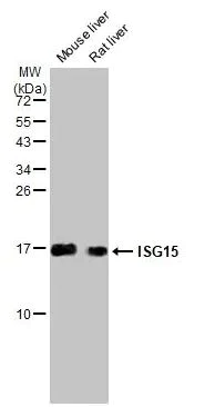 Western blot - Anti-ISG15 antibody [HL2017] (AB308219)