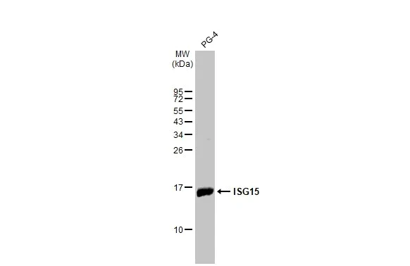 Western blot - Anti-ISG15 antibody [HL2017] (AB308219)