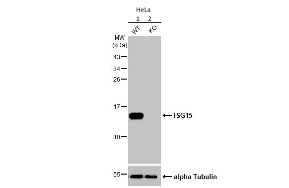 Western blot - Anti-ISG15 antibody [HL2017] (AB308219), expandable thumbnail