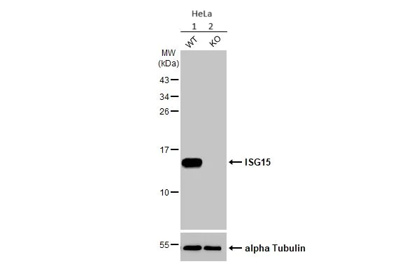 Western blot - Anti-ISG15 antibody [HL2017] (AB308219)
