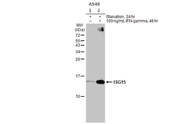 Western blot - Anti-ISG15 antibody [HL2017] (AB308219), expandable thumbnail