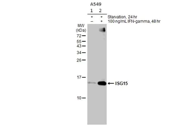 Western blot - Anti-ISG15 antibody [HL2017] (AB308219)