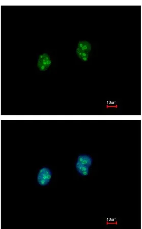 Immunocytochemistry/ Immunofluorescence - Anti-ISG20 antibody (AB154393)