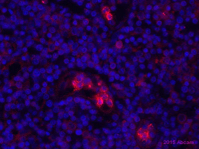 Immunohistochemistry (Formalin/PFA-fixed paraffin-embedded sections) - Anti-ISG20 antibody (AB154393)