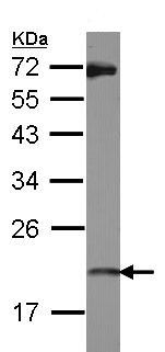 Western blot - Anti-ISG20 antibody (AB154393), expandable thumbnail