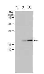 Western blot - Anti-ISG20 antibody (AB154393)