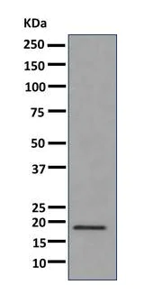 Western blot - Anti-ISG20 antibody [EPR8972] - BSA and Azide free (AB249369)