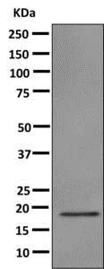Western blot - Anti-ISG20 antibody [EPR8973] (AB157477)