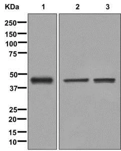 Western blot - Anti-ISL-2 antibody [EPR12785] (AB176576)