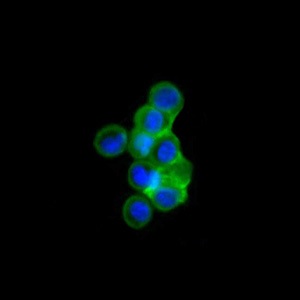 Immunocytochemistry/ Immunofluorescence - Anti-Islet 1 antibody [1B1] (AB86501), expandable thumbnail