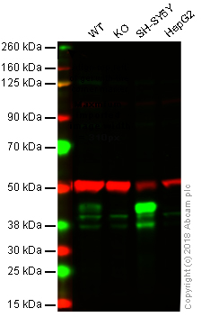 Western blot - Anti-Islet 1 antibody [1B1] (AB86501), expandable thumbnail