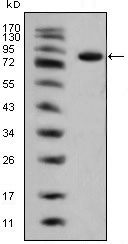 Western blot - Anti-Islet 1 antibody [1B1] (AB86501), expandable thumbnail