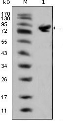 Western blot - Anti-Islet 1 antibody [1H9] - Neural Stem Cell Marker (AB86472), expandable thumbnail