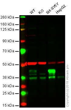 Western blot - Anti-Islet 1 antibody [1H9] - Neural Stem Cell Marker (AB86472)