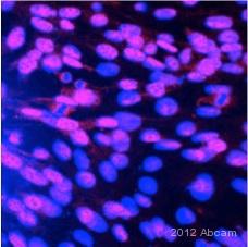 Immunocytochemistry/ Immunofluorescence - Anti-Islet 1 antibody (ab20670), expandable thumbnail