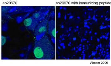 Immunocytochemistry/ Immunofluorescence - Anti-Islet 1 antibody (AB20670), expandable thumbnail