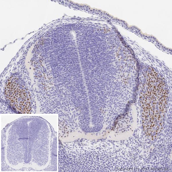 Immunohistochemistry (Formalin/PFA-fixed paraffin-embedded sections) - Anti-Islet 1 antibody (AB20670), expandable thumbnail