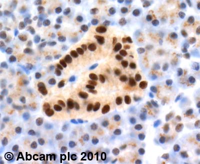 Immunohistochemistry (Formalin/PFA-fixed paraffin-embedded sections) - Anti-Islet 1 antibody (AB20670), expandable thumbnail