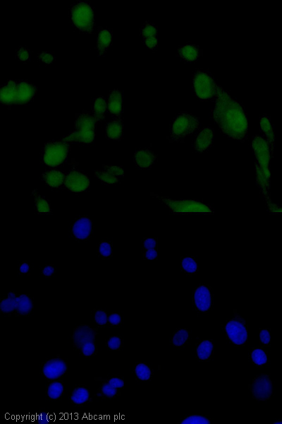 Immunocytochemistry/ Immunofluorescence - Anti-Islet 1 antibody [EP4182] - BSA and Azide free (AB216657), expandable thumbnail