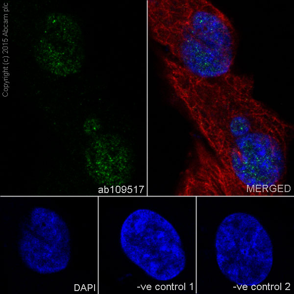 Immunocytochemistry/ Immunofluorescence - Anti-Islet 1 antibody [EP4182] - BSA and Azide free (AB216657), expandable thumbnail