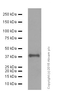 Western blot - Anti-Islet 1 antibody [EP4182] - Neural Stem Cell Marker (ab109517), expandable thumbnail