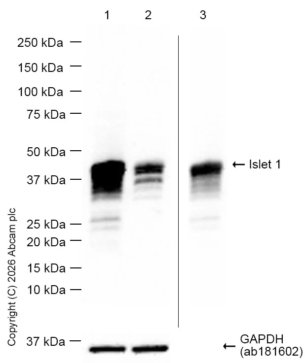 Western blot - Anti-Islet 1 antibody [EP4182] - Neural Stem Cell Marker (AB109517)