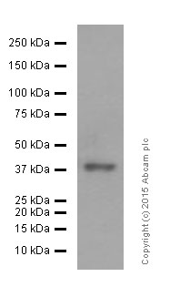 Western blot - Anti-Islet 1 antibody [EP4182] - Neural Stem Cell Marker (AB109517), expandable thumbnail