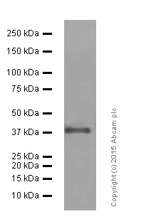 Western blot - Anti-Islet 1 antibody [EP4182] - Neural Stem Cell Marker (AB109517)