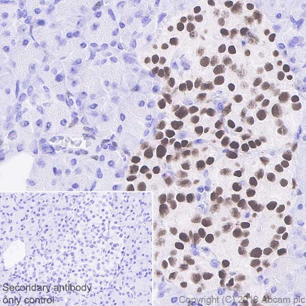 Immunohistochemistry (Formalin/PFA-fixed paraffin-embedded sections) - Anti-Islet 1 antibody [EPR10362] - BSA and Azide free (AB238919)