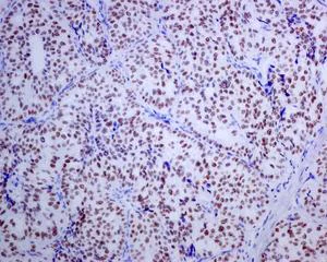 Immunohistochemistry (Formalin/PFA-fixed paraffin-embedded sections) - Anti-Islet 1 antibody [EPR10362] - BSA and Azide free (AB238919)