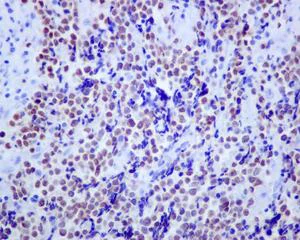 Immunohistochemistry (Formalin/PFA-fixed paraffin-embedded sections) - Anti-Islet 1 antibody [EPR10362] - BSA and Azide free (AB238919)
