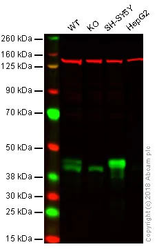 Western blot - Anti-Islet 1 antibody [EPR10362] - BSA and Azide free (AB238919)