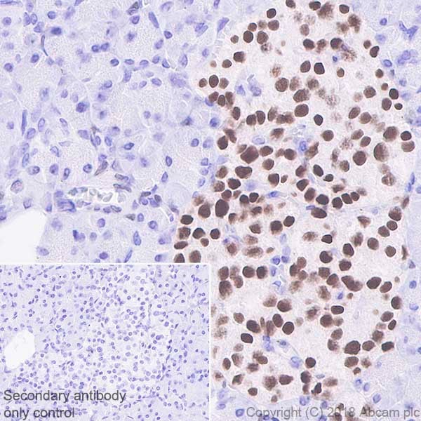 Immunohistochemistry (Formalin/PFA-fixed paraffin-embedded sections) - Anti-Islet 1 antibody [EPR10362] - Neural Stem Cell Marker (ab178400), expandable thumbnail