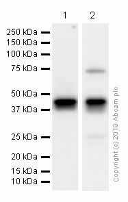 Western blot - Anti-Islet 1 antibody [EPR10362] - Neural Stem Cell Marker (AB178400), expandable thumbnail