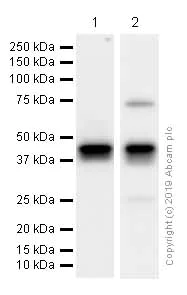 Western blot - Anti-Islet 1 antibody [EPR10362] - Neural Stem Cell Marker (AB178400)