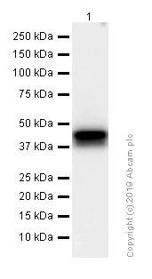 Western blot - Anti-Islet 1 antibody [EPR10362] - Neural Stem Cell Marker (AB178400)