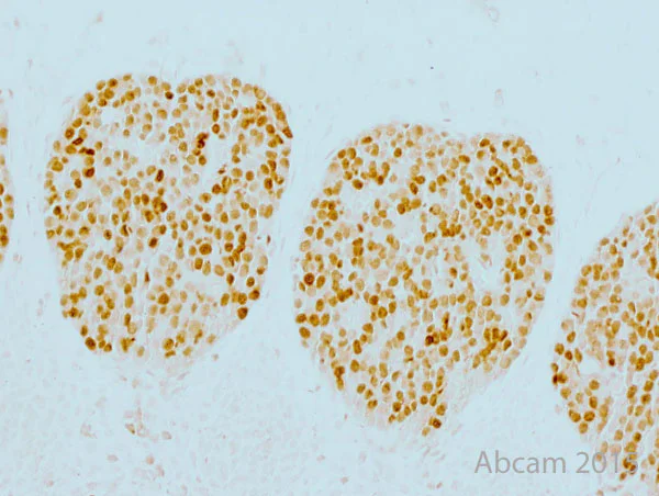 Immunohistochemistry (Formalin/PFA-fixed paraffin-embedded sections) - Anti-Islet 1 antibody - Neural Stem Cell Marker (AB20670)